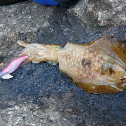 ようやく複数釣果